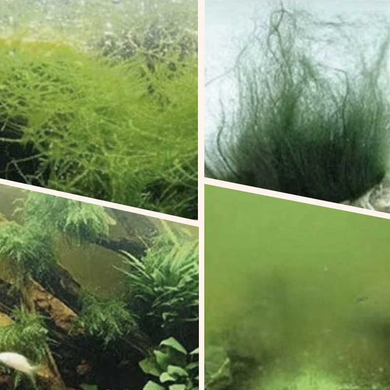 Détachant d'Algues et de Mousse pour Aquarium - Purification de l’Eau Sans Danger - Image 2