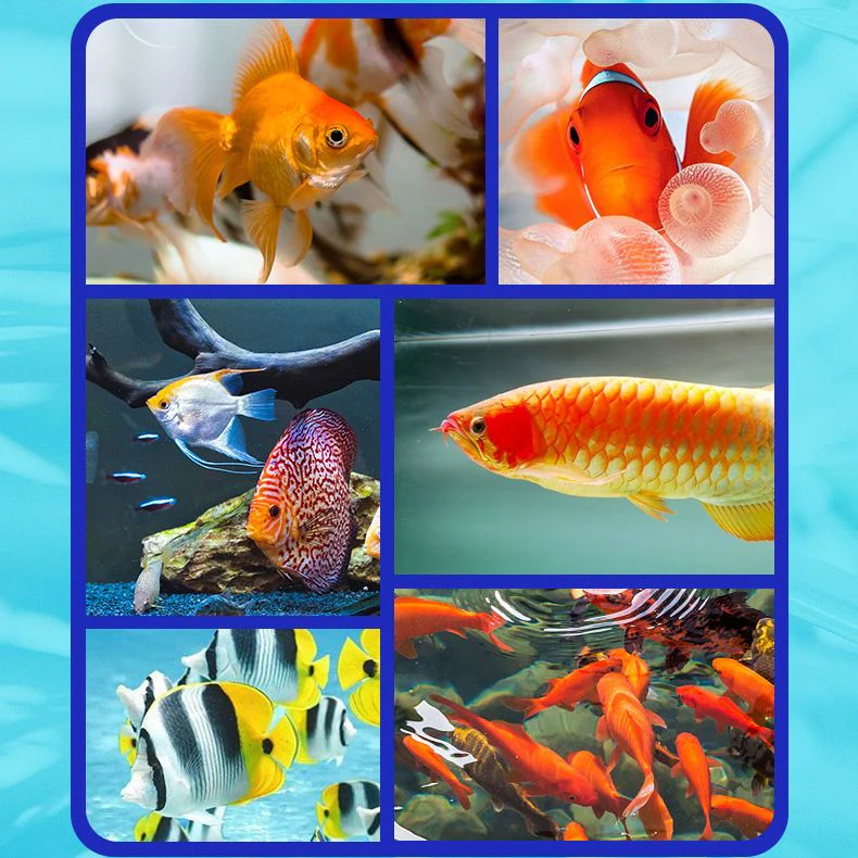 🔥Purificateur d'eau pour aquarium, éliminateur d'algues - Image 5