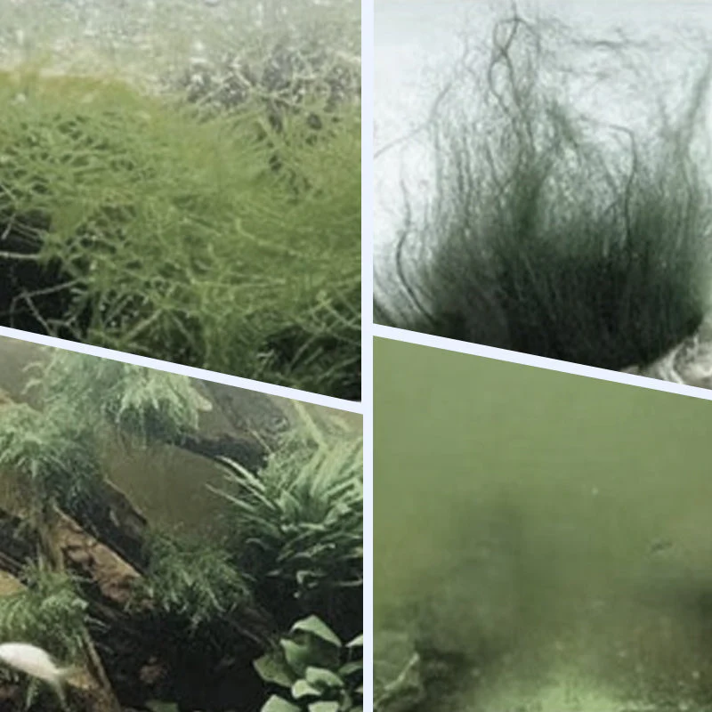 🏆✨Achetez 3 obtenez  2 gratuit💧Puissant clarificateur d'eau pour aquarium - Image 2