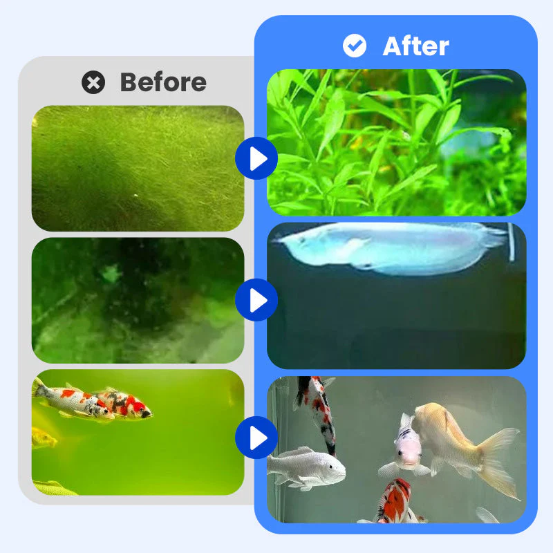 🏆✨Achetez 3 obtenez  2 gratuit💧Puissant clarificateur d'eau pour aquarium - Image 5