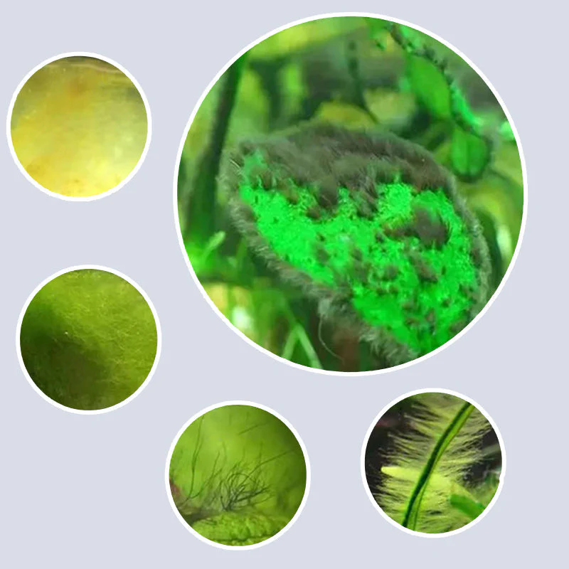 Algicide efficace pour aquariumđż - Image 4