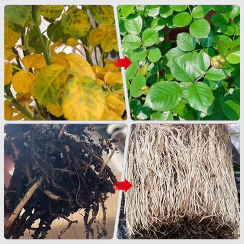 🌱La protection de l'environnement est une tendance, l'écologie est une attitude!⏰Solution nutritive à action rapide pour les plantes - Image 5