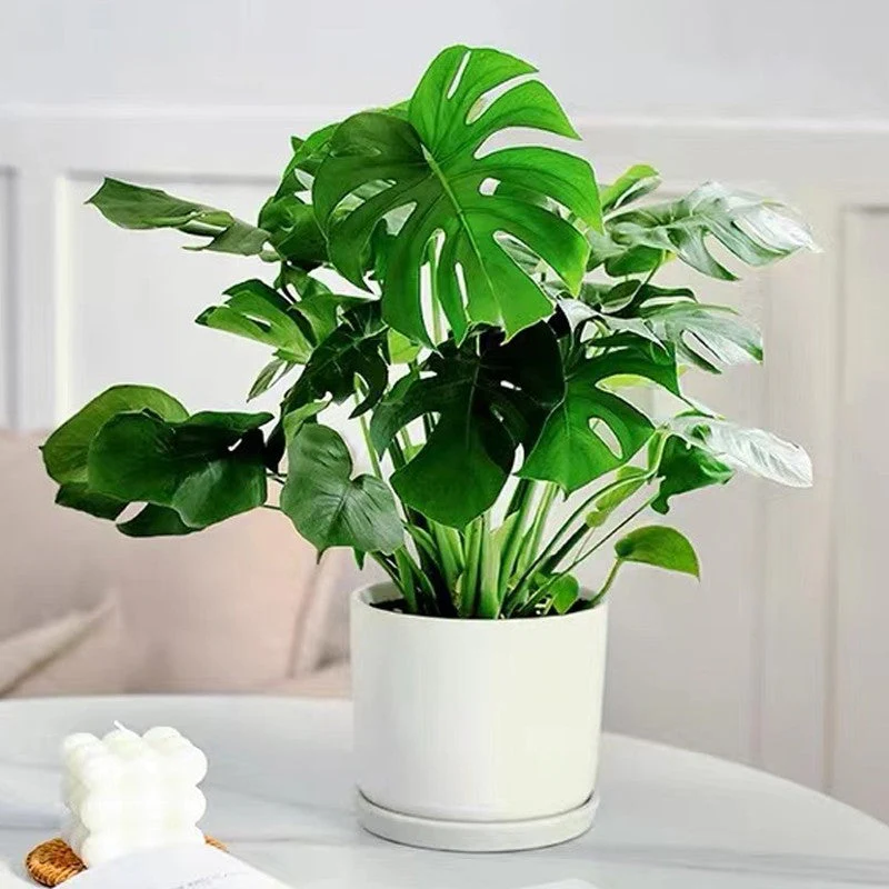 🌱La protection de l'environnement est une tendance, l'écologie est une attitude!⏰Solution nutritive à action rapide pour les plantes - Image 7