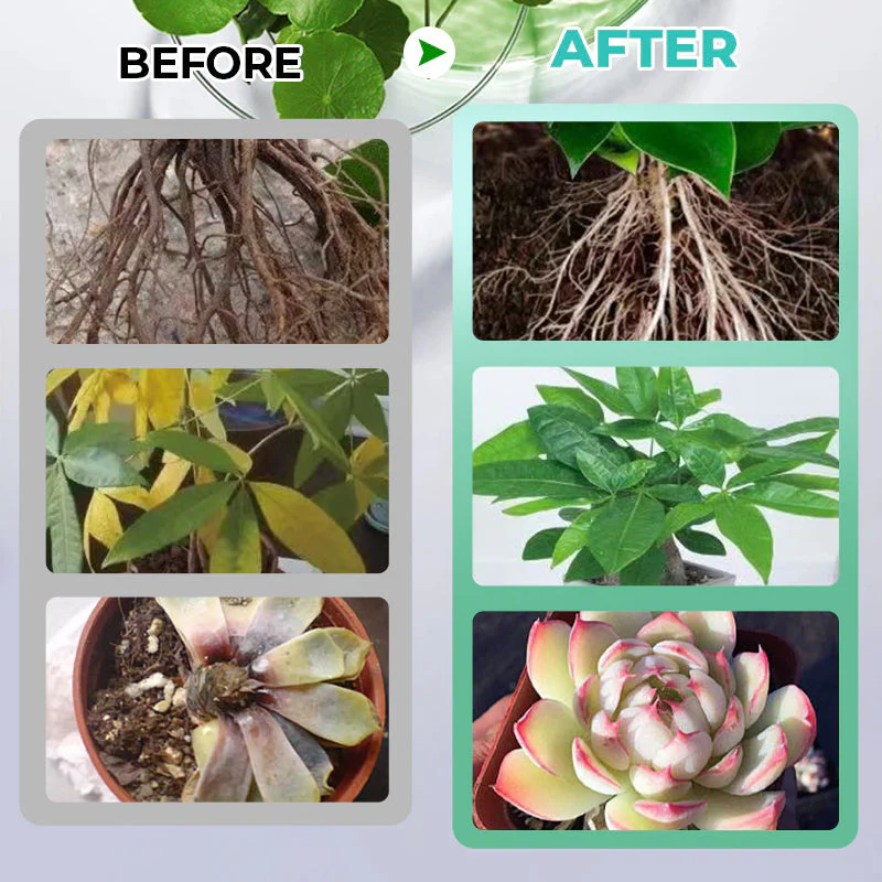 🏡Achetez 3 obtenez-en 2 GRATUITE !🪴Solution nutritive hydroponique pour la croissance des plantes☘️💦 - Image 7
