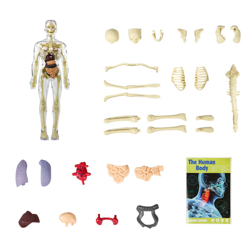 Modèle 3D de torse de corps humain pour enfants, modèle d'anatomie, squelette 🔥Achetez-en 2, livraison gratuite🔥 - Image 10