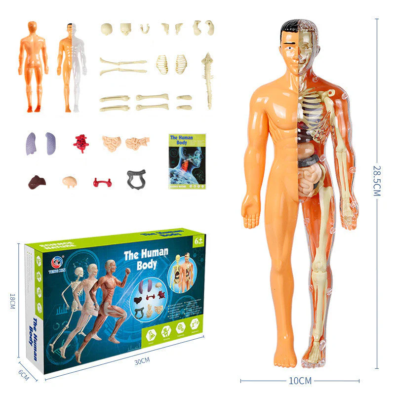 Modèle 3D de torse de corps humain pour enfants, modèle d'anatomie, squelette 🔥Achetez-en 2, livraison gratuite🔥 - Image 14