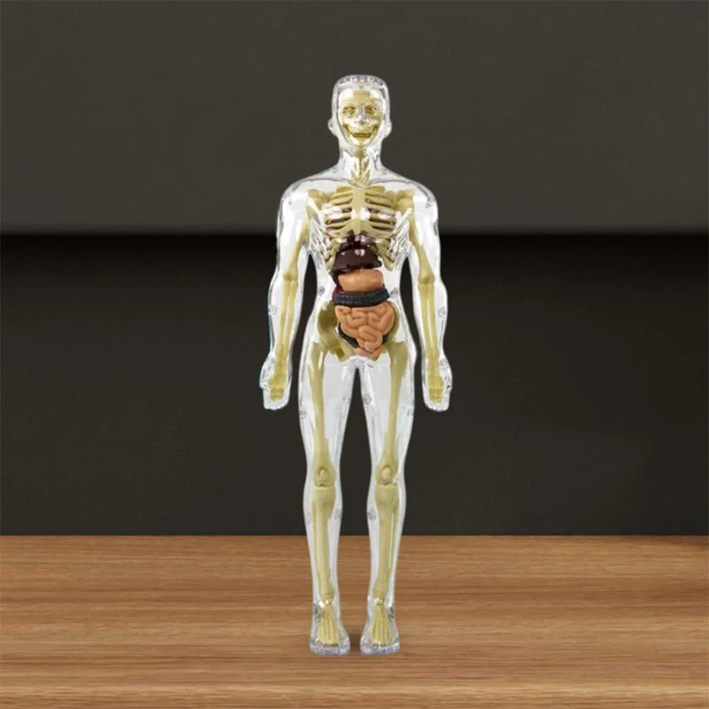 Modèle 3D de torse de corps humain pour enfants, modèle d'anatomie, squelette 🔥Achetez-en 2, livraison gratuite🔥 - Image 4