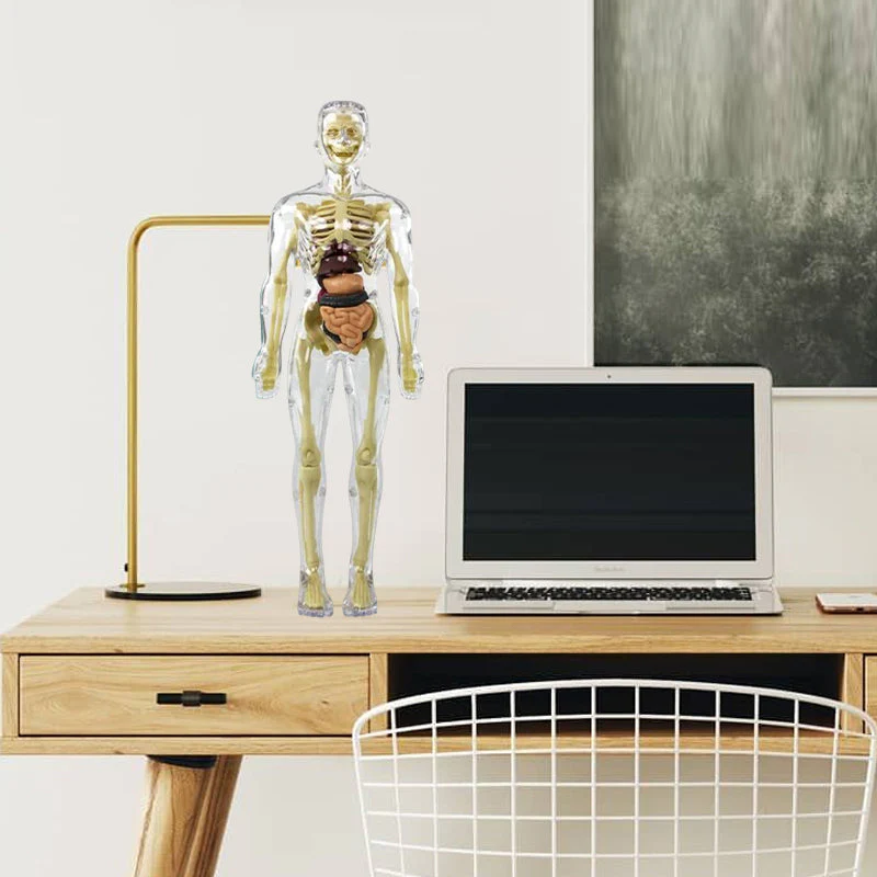 Modèle 3D de torse de corps humain pour enfants, modèle d'anatomie, squelette 🔥Achetez-en 2, livraison gratuite🔥 - Image 7