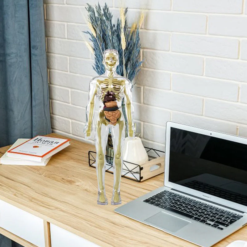 Modèle 3D de torse de corps humain pour enfants, modèle d'anatomie, squelette 🔥Achetez-en 2, livraison gratuite🔥 - Image 8