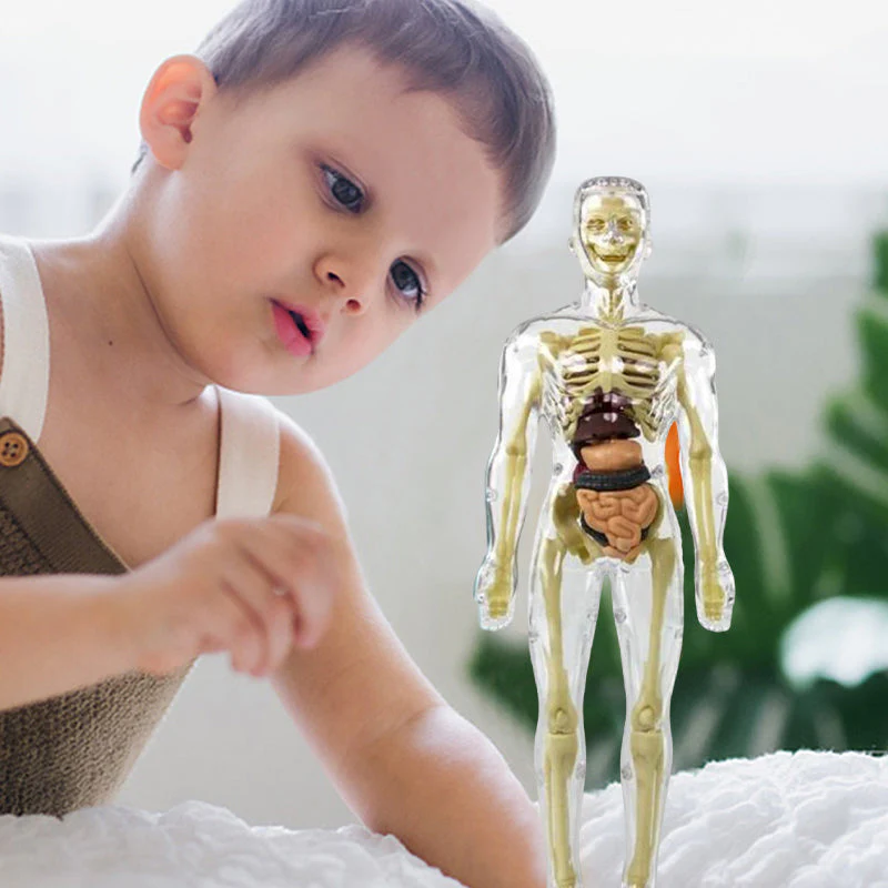 Modèle 3D de torse de corps humain pour enfants, modèle d'anatomie, squelette 🔥Achetez-en 2, livraison gratuite🔥 - Image 9