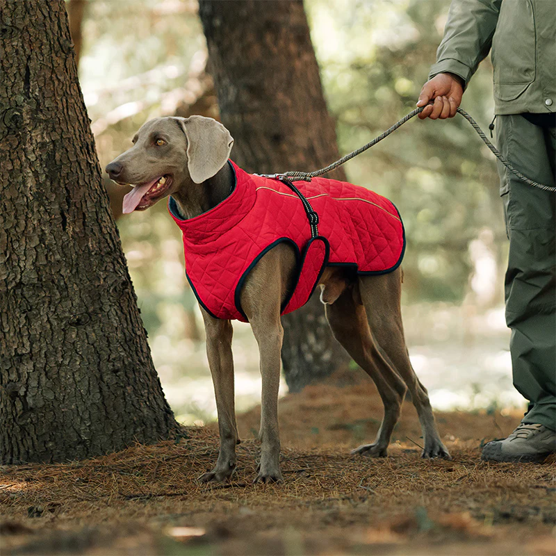 đŸ Vendredi noir : 50 % de rĂ©duction ! Manteau rĂ©flĂ©chissant dâhiver pour chiens 2025 â Doublure Ă©paisse, col montant & sĂ©curitĂ© nocturne đđ§„ - Image 4
