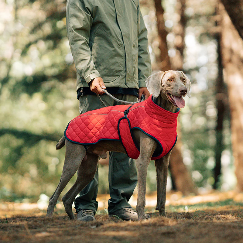 đŸ Vendredi noir : 50 % de rĂ©duction ! Manteau rĂ©flĂ©chissant dâhiver pour chiens 2025 â Doublure Ă©paisse, col montant & sĂ©curitĂ© nocturne đđ§„ - Image 5