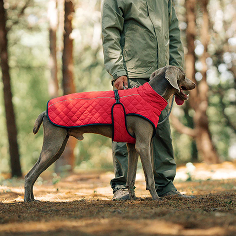 đŸ Vendredi noir : 50 % de rĂ©duction ! Manteau rĂ©flĂ©chissant dâhiver pour chiens 2025 â Doublure Ă©paisse, col montant & sĂ©curitĂ© nocturne đđ§„ - Image 6