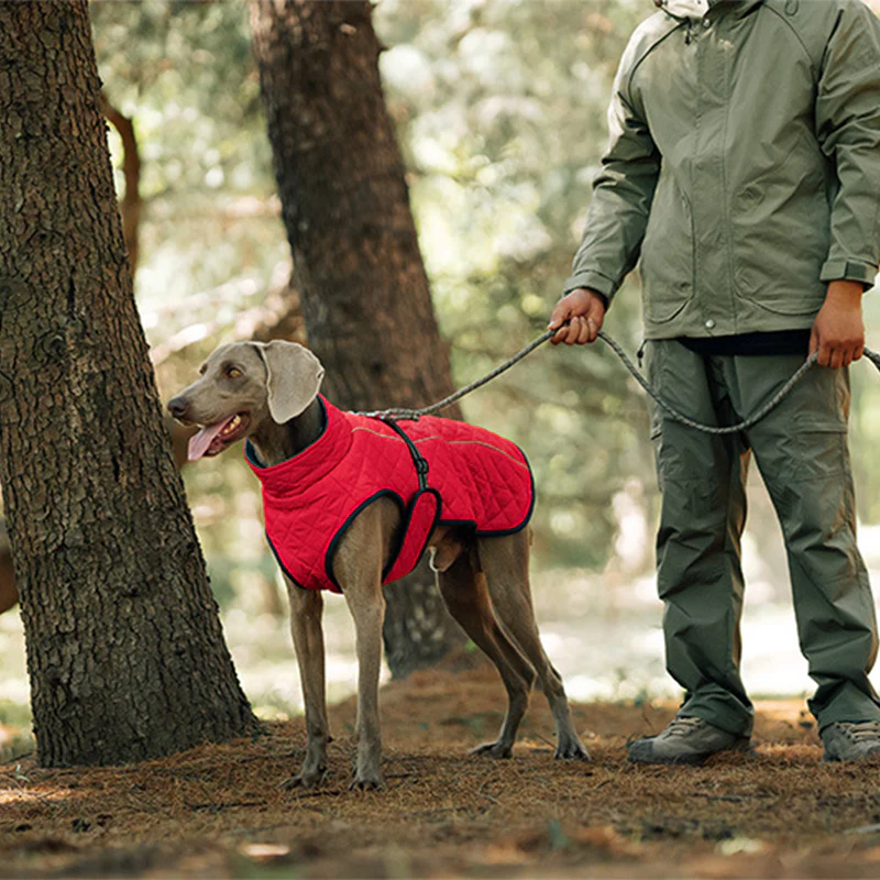 đŸ Vendredi noir : 50 % de rĂ©duction ! Manteau rĂ©flĂ©chissant dâhiver pour chiens 2025 â Doublure Ă©paisse, col montant & sĂ©curitĂ© nocturne đđ§„ - Image 7