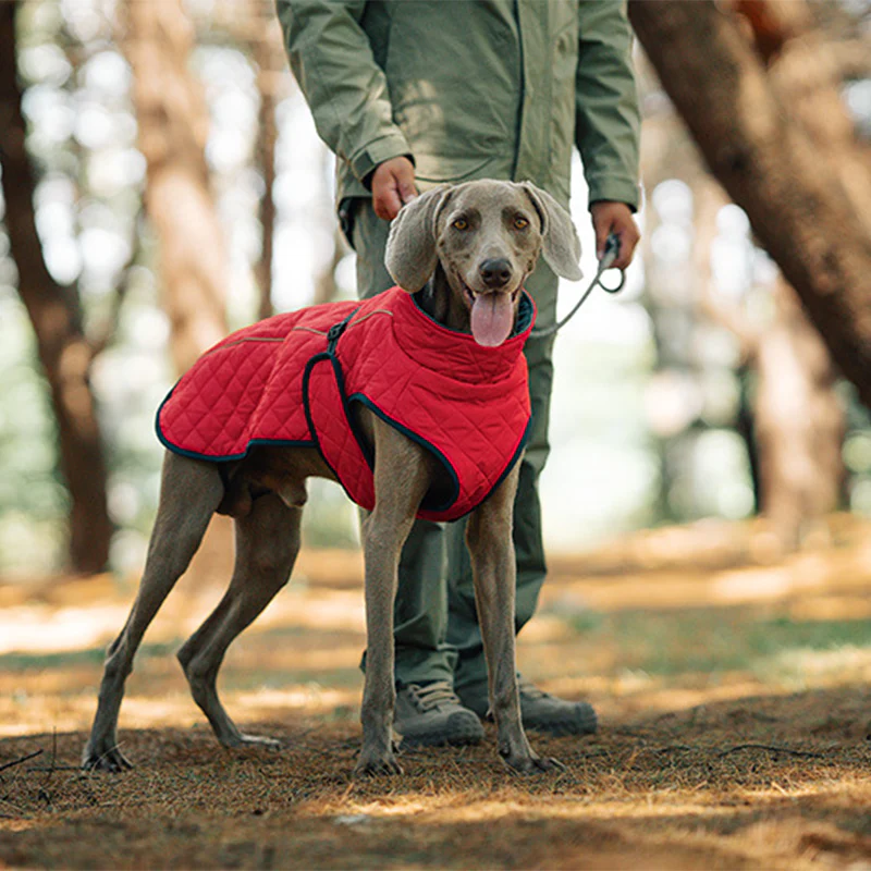 đŸ Vendredi noir : 50 % de rĂ©duction ! Manteau rĂ©flĂ©chissant dâhiver pour chiens 2025 â Doublure Ă©paisse, col montant & sĂ©curitĂ© nocturne đđ§„ - Image 8