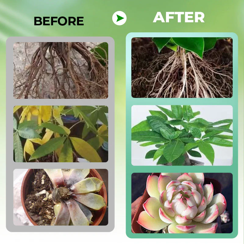 📢Grande vente!!!! ⏰Solution nutritive pour plantes hydroponiques - Image 3