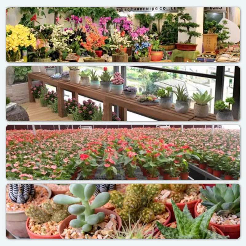 Comprimés effervescents antibactériens puissants pour fleurs - Image 8