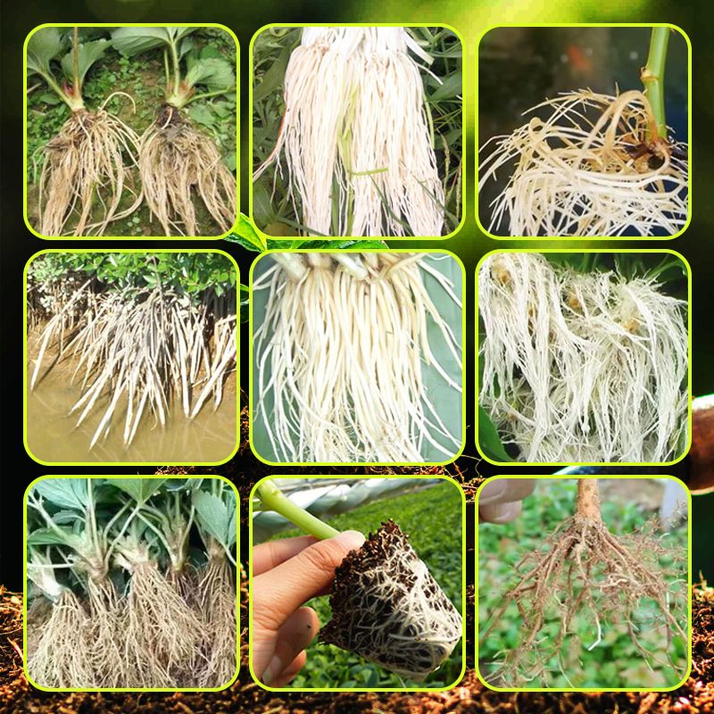 🌿 Stimulez la Croissance de Vos Plantes – Engrais Spécial Racines avec Offre 2 + 1 Gratuit ! 🌱💧 - Image 6