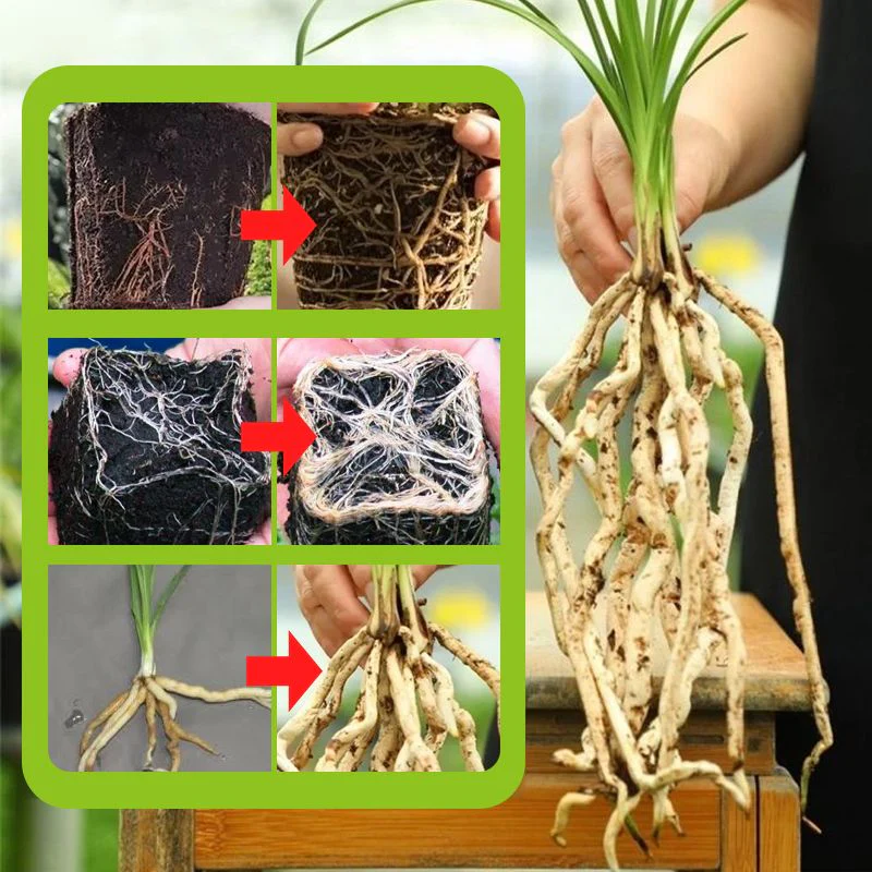 🌿 Stimulez la Croissance de Vos Plantes – Engrais Spécial Racines avec Offre 2 + 1 Gratuit ! 🌱💧 - Image 7
