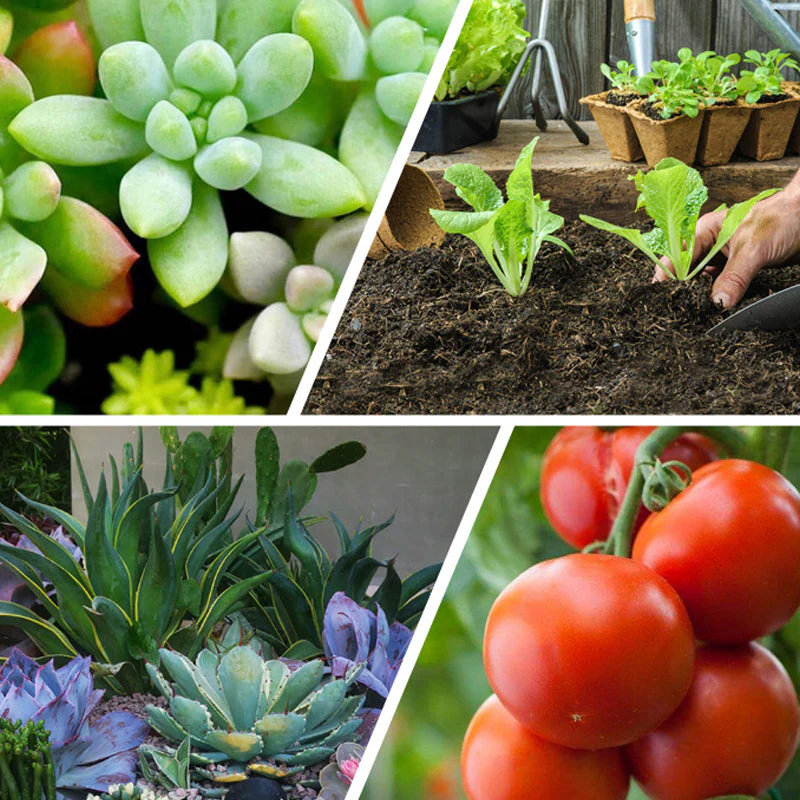 🍃Achetez-en 5 obtenez-en 5 gratuitement🌵🌸Comprimés nutritionnels universels vitalité pour la croissance des plantes - Image 4