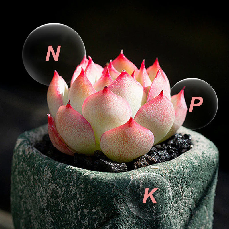 🍃Achetez-en 5 obtenez-en 5 gratuitement🌵🌸Comprimés nutritionnels universels vitalité pour la croissance des plantes - Image 8